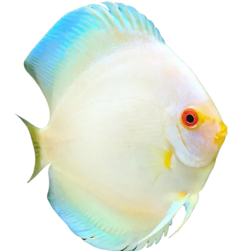 ARIF PET FARM PEN RAIGAD