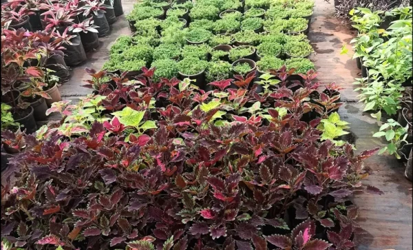 EVERGREEN NURSERY PANVEL