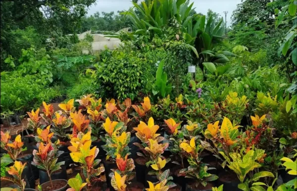 EVERGREEN NURSERY PANVEL