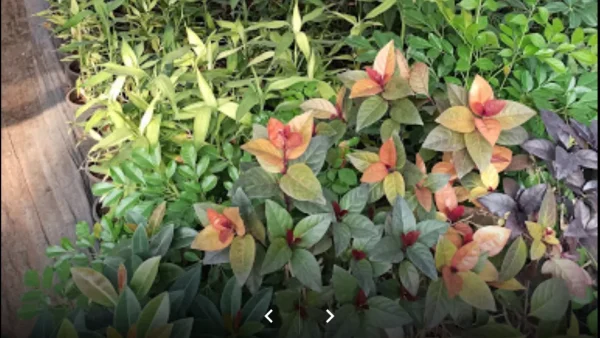 EVERGREEN NURSERY PANVEL