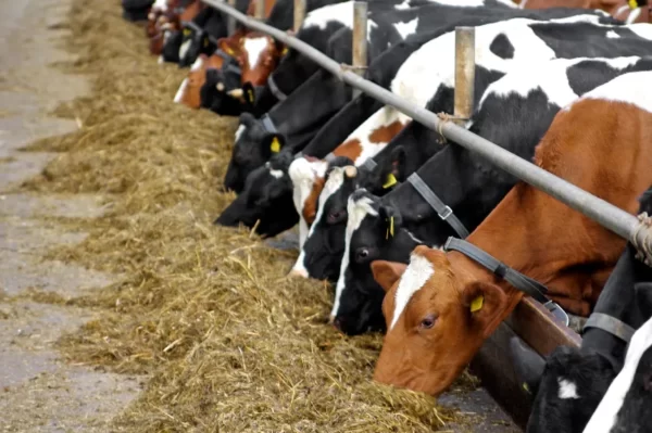 Mahadeo Traders - Cattle Feed Wholesalers & Wholesale Dealers Pen Raigad