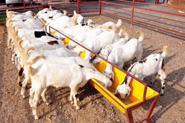 Mahadeo Traders - Cattle Feed Wholesalers & Wholesale Dealers Pen Raigad