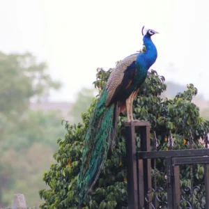 Usefull Contact Numbers of Chincholi